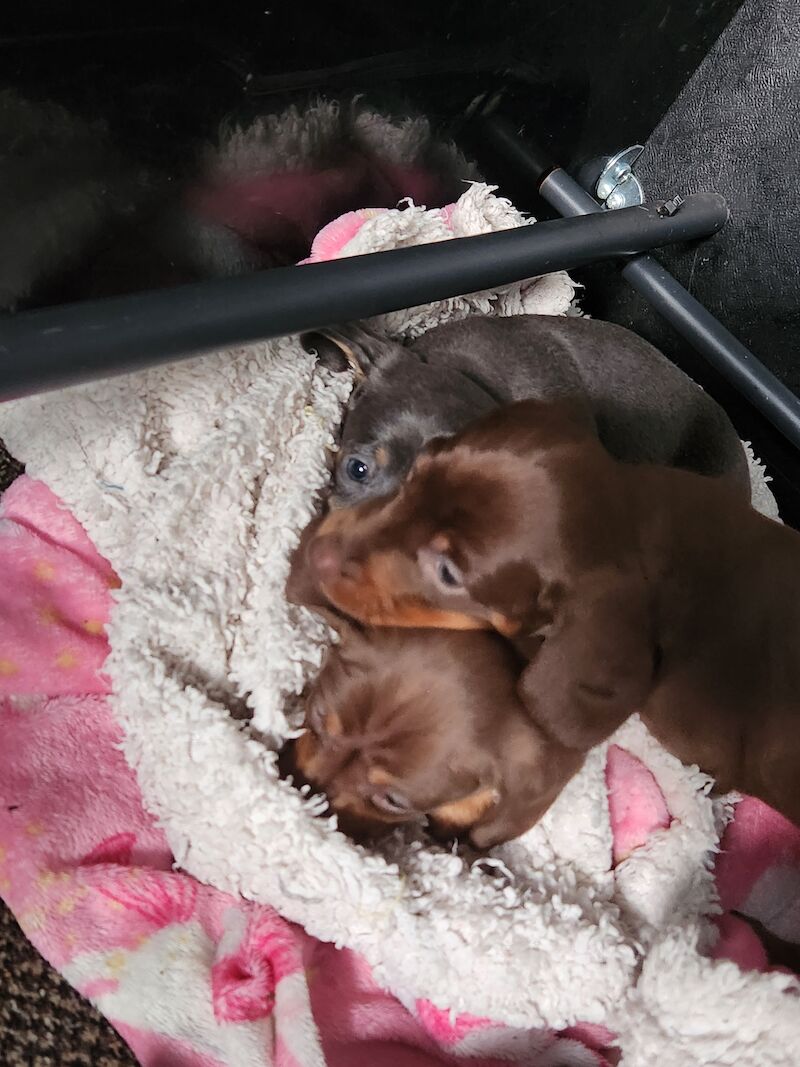 Dachshunds for sale in Bewdley, Worcestershire