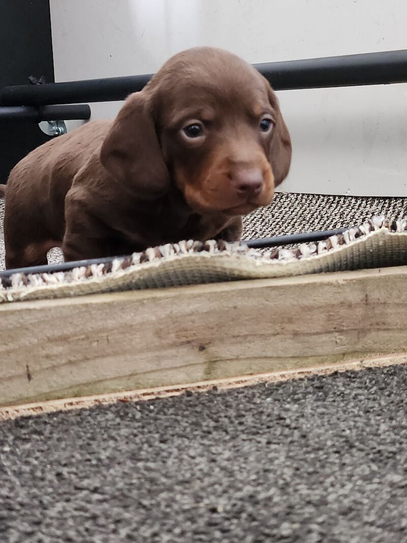 Dachshund Puppies for sale in Worcestershire