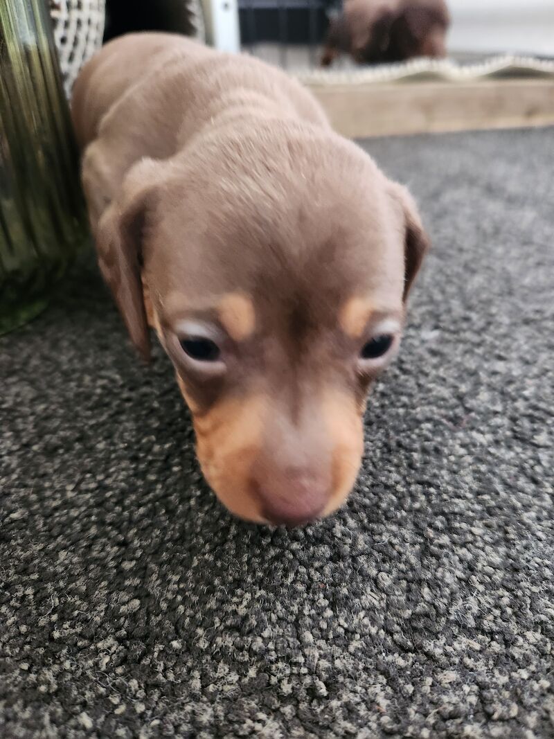 Dachshund Puppies for sale