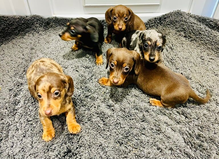 Daschund puppies for sale