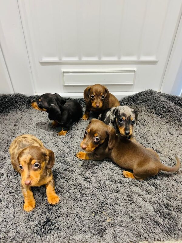 Daschund puppies for sale in Warrington, Cheshire - Image 2