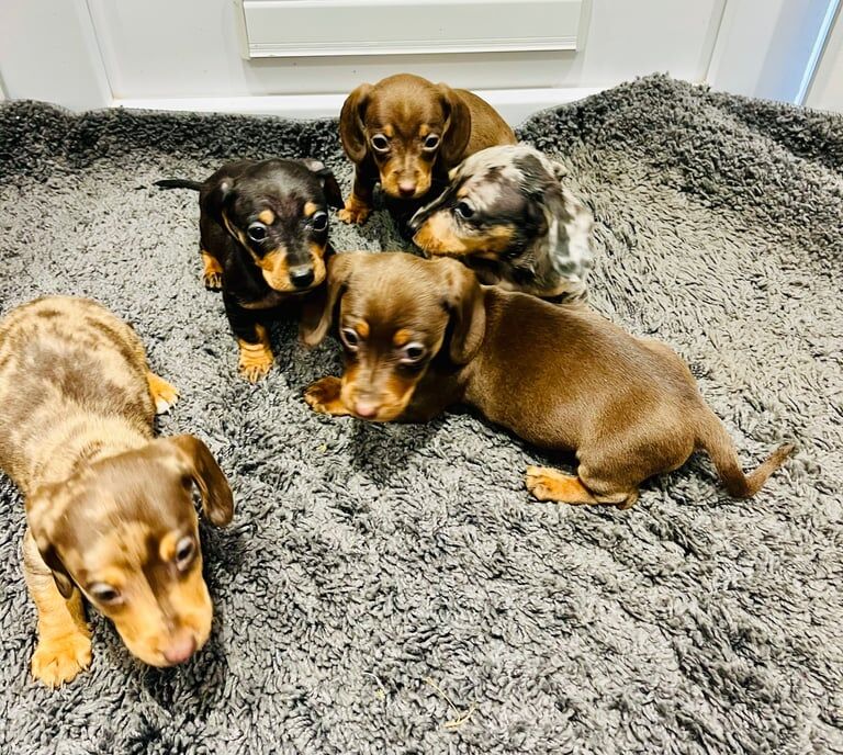 Daschund puppies for sale in Warrington, Cheshire - Image 3