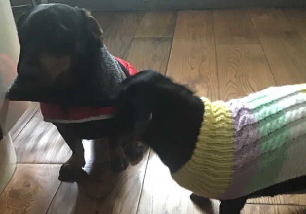 Daschund puppies for sale in Kingston upon Hull, East Riding of Yorkshire