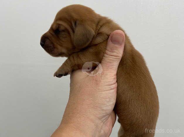 Daschund puppies for sale in Leeds, West Yorkshire - Image 2