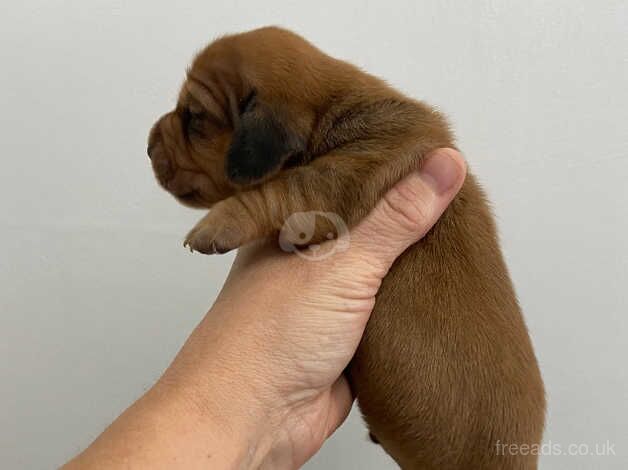 Daschund puppies for sale in Leeds, West Yorkshire - Image 3