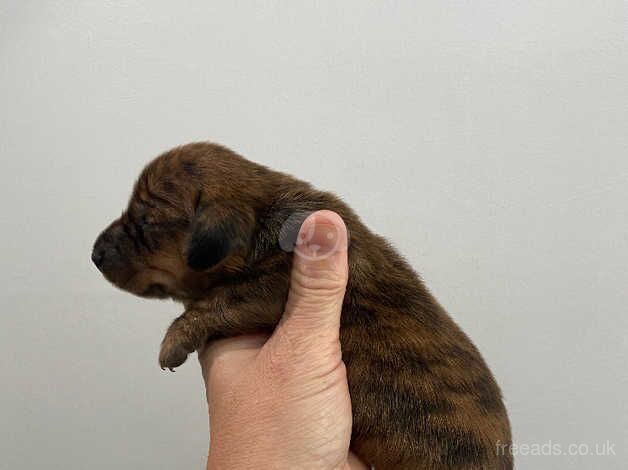 Daschund puppies for sale in Leeds, West Yorkshire - Image 4