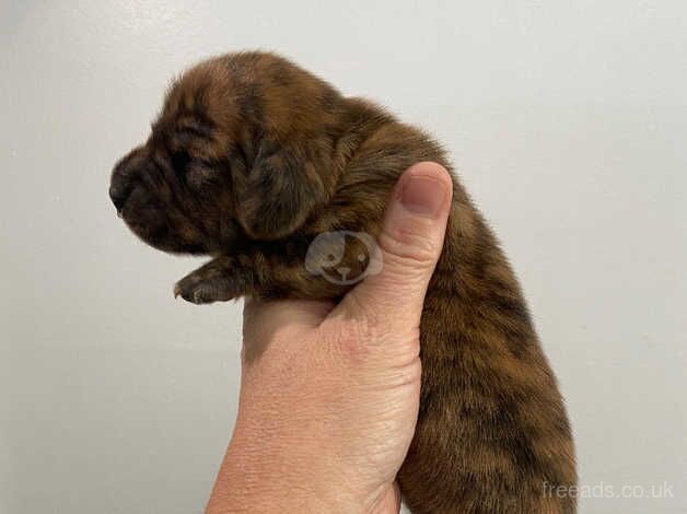 Daschund puppies for sale in Leeds, West Yorkshire - Image 5