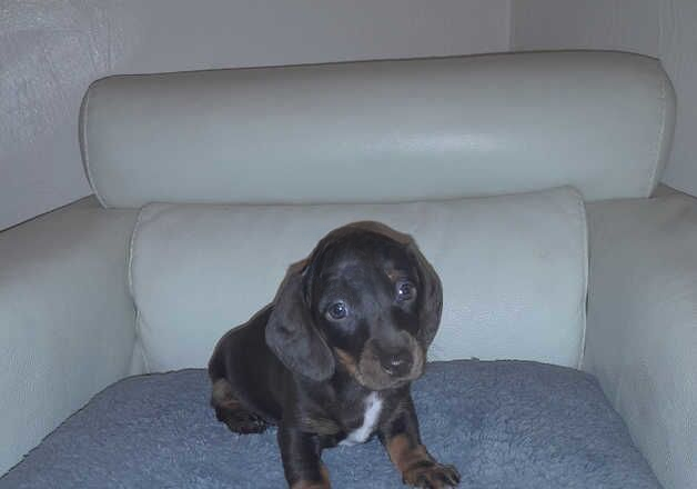 Daschund Puppies for sale in Oldham, Greater Manchester