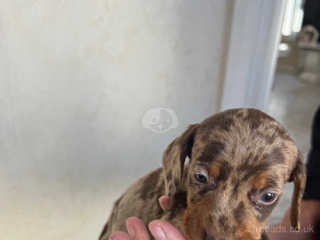 Daschund puppies for sale in Wellesbourne, Warwickshire - Image 1