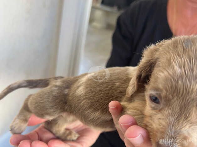 Daschund puppies for sale in Wellesbourne, Warwickshire - Image 2