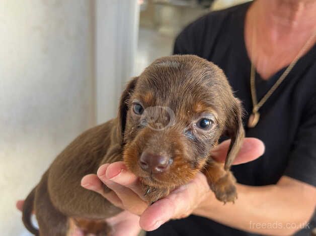 Daschund puppies for sale in Wellesbourne, Warwickshire - Image 3