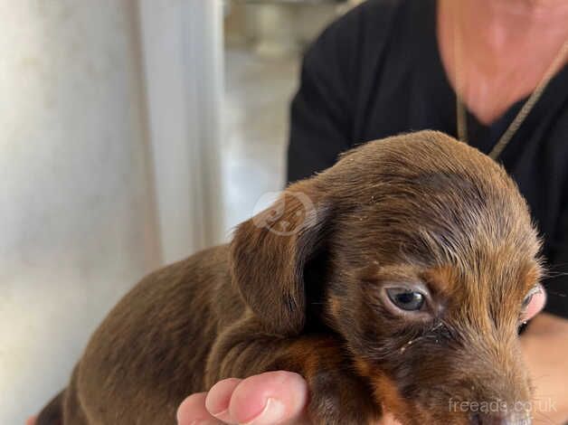 Daschund puppies for sale in Wellesbourne, Warwickshire - Image 4