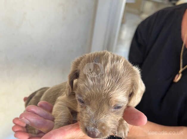 Daschund puppies for sale in Wellesbourne, Warwickshire - Image 5