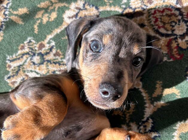 Daschund Puppy. Dappled Black & Tan Boy for sale in Middlesbrough, North Yorkshire