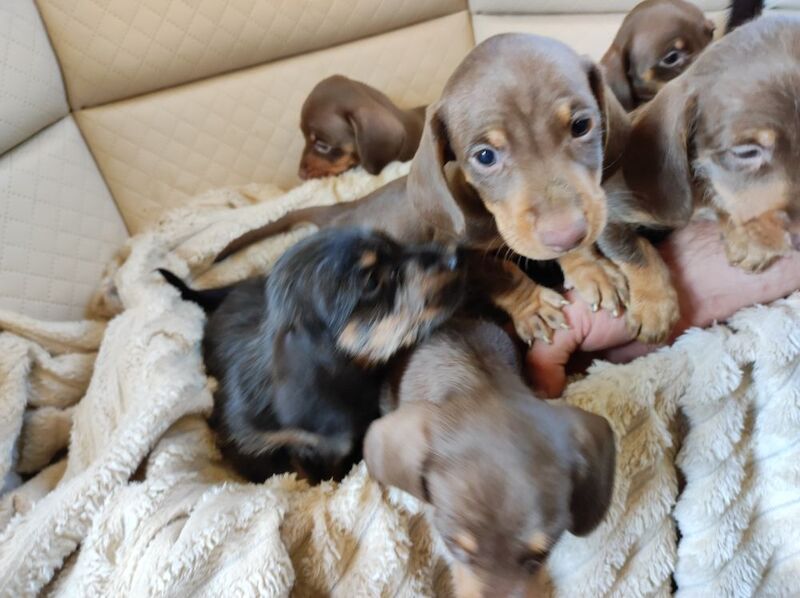 Daschund puppy's for sale in Northamptonshire