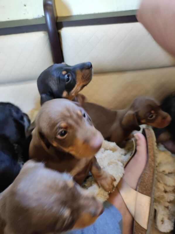 Dachshunds for sale in Northamptonshire