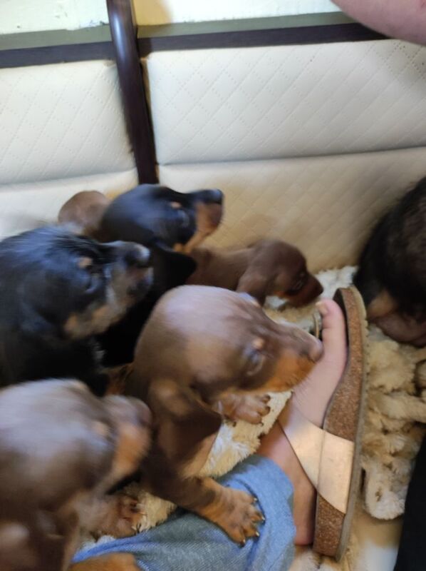 Dachshund Puppies for sale in Northamptonshire