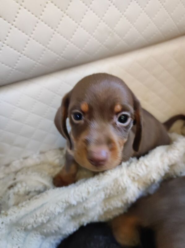 Daschund puppy's for sale in Northamptonshire - Image 4