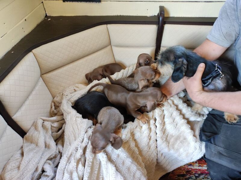 Daschund puppy's for sale in Northamptonshire - Image 5