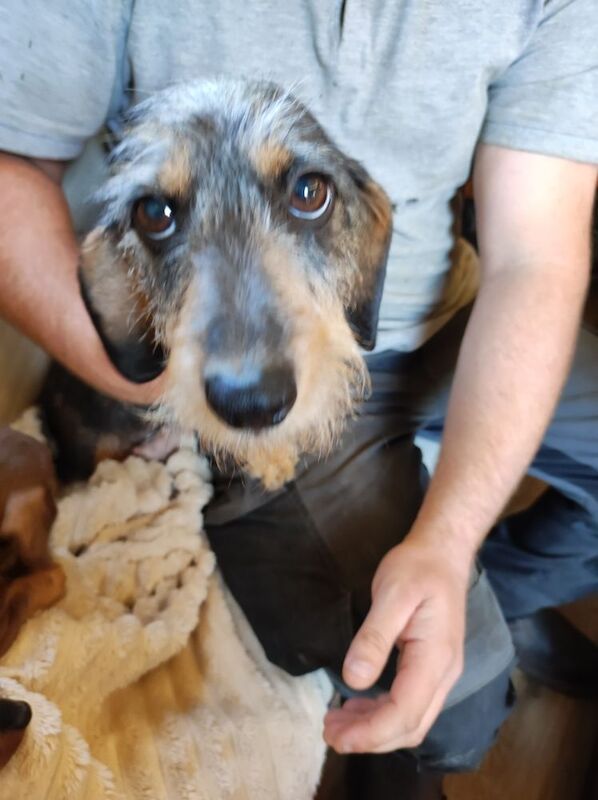 Daschund puppy's for sale in Northamptonshire - Image 6