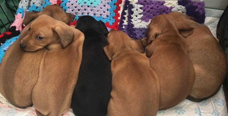 Daschund pups for sale in Tamworth, Staffordshire