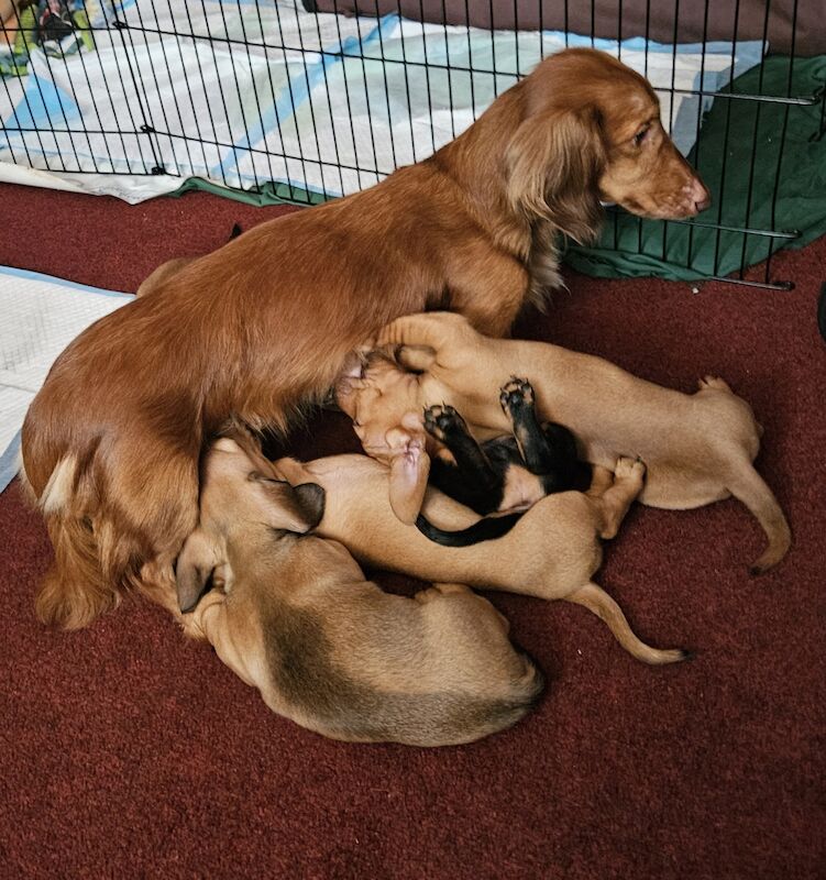 Daschund pups for sale in Tamworth, Staffordshire - Image 2