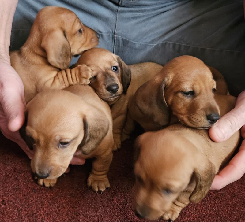 Daschund pups for sale in Tamworth, Staffordshire - Image 3