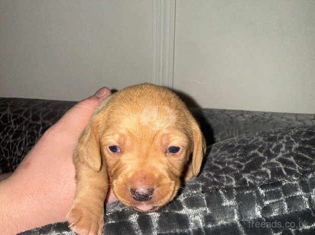 Daschund x King Charles for sale in Shotts, North Lanarkshire