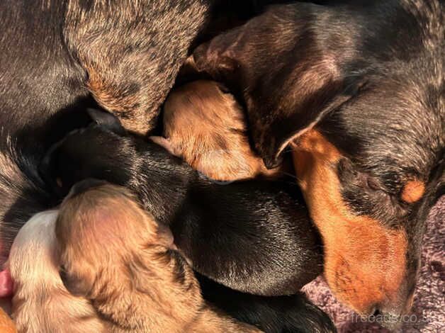 Dachshund Puppies for sale