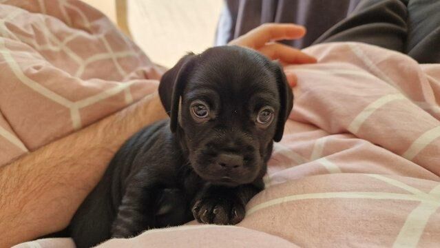 Daschund X Pug puppies Almost ready for homes for sale in Letchworth Garden City, Hertfordshire - Image 2