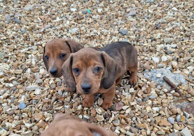 Dashhound for sale in Wisbech, Cambridgeshire