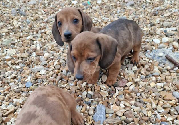 Dachshunds for sale in Wisbech, Cambridgeshire