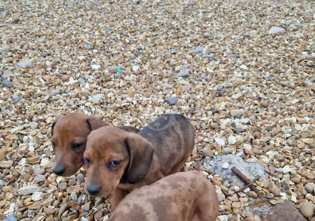 Dachshund Puppies for sale in Cambridgeshire