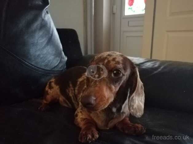 Dashhound miniature dapper girl 7months old for sale in Doncaster, South Yorkshire