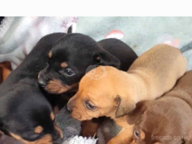 dashhund puppies for sale in Leicester, Leicestershire