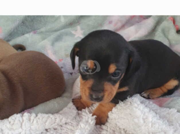 dashhund puppies for sale in Leicester, Leicestershire - Image 2