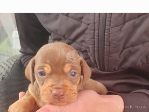 dashhund puppies for sale in Leicester, Leicestershire - Image 3