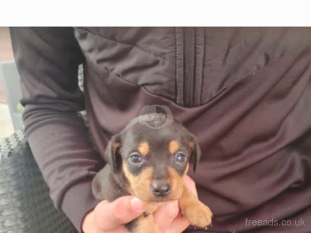 dashhund puppies for sale in Leicester, Leicestershire - Image 4