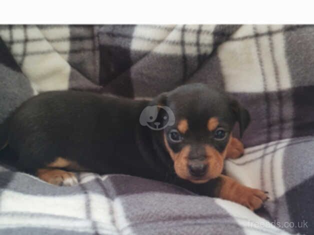 dashhund puppies for sale in Leicester, Leicestershire - Image 5