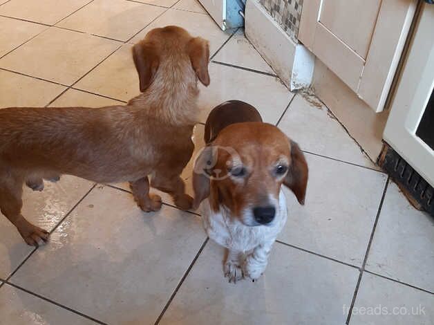 Dashound cross jackrussel boy for sale in Peterborough, Cambridgeshire - Image 5