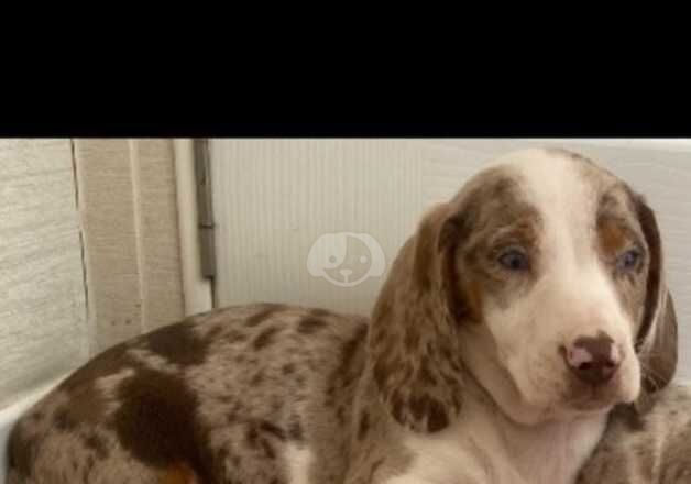 Dashound cross puppy for sale in St Albans, Hertfordshire