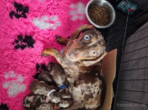 Dashound puppy for sale in Bradford, West Yorkshire