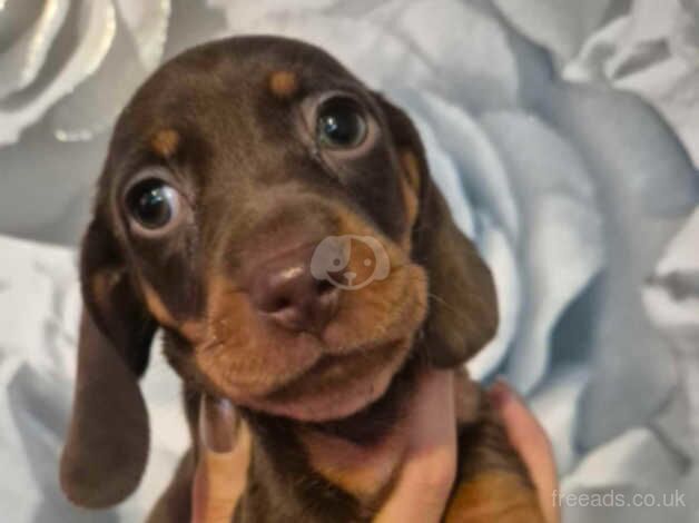 Dashound puppy for sale in Bradford, West Yorkshire - Image 3