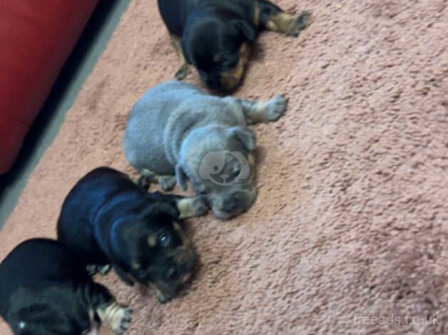 Dashound X french bull dog for sale in Newcastle upon Tyne, Tyne and Wear