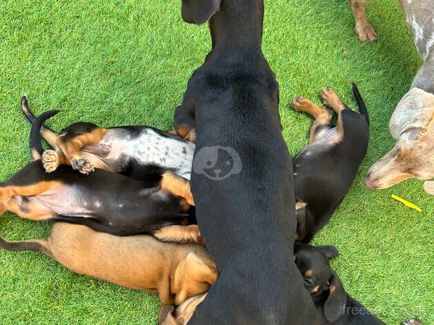 Dashund puppies for sale in Morecambe, Lancashire