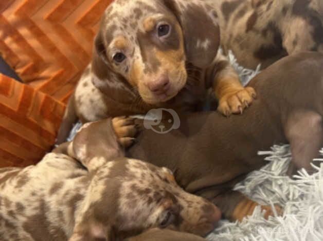 Dachshunds for sale in Gloucestershire, Gloucestershire