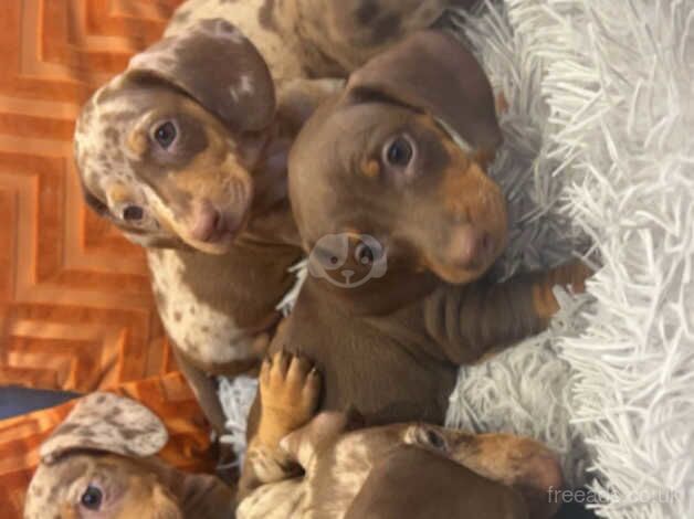 Dachshund Puppies for sale in Gloucestershire