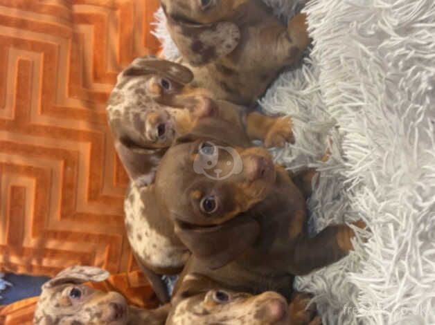 Dachshund Puppies for sale