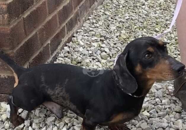 Datchaund dapple boy dog for sale in Pontefract, West Yorkshire