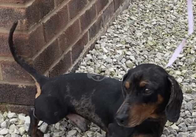 Dachshunds for sale in Pontefract, West Yorkshire